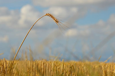 A single stalk of wheat stands where others have fallen.