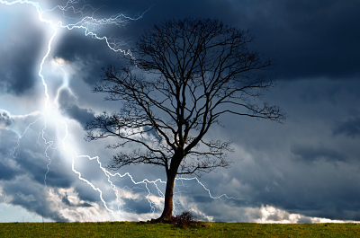 Image of a Tree standing in a lightning storm